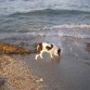 bebiendo agua de mar, para luego tener sed. 